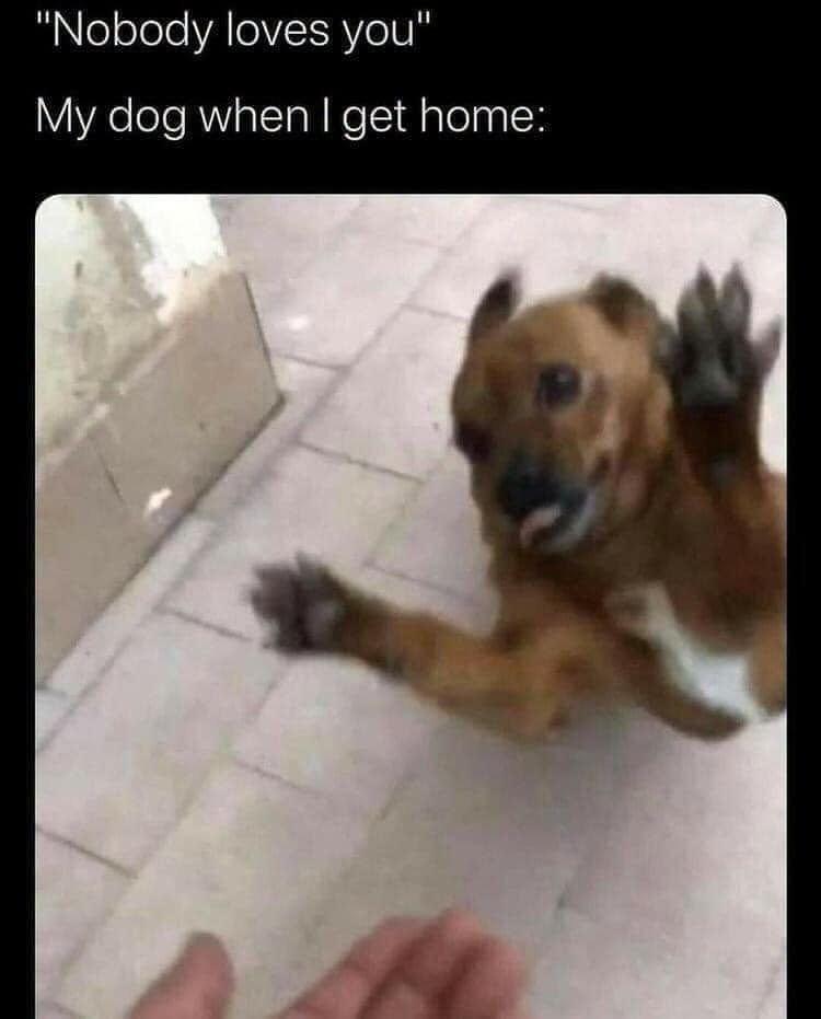 "Nobody loves you" My dog when I get home: