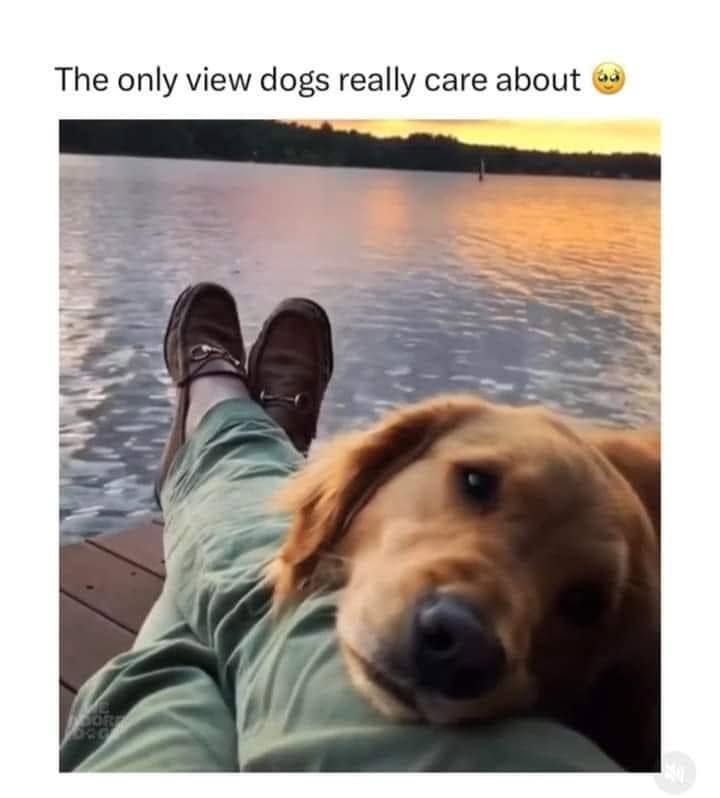 The only view dogs really care about OR