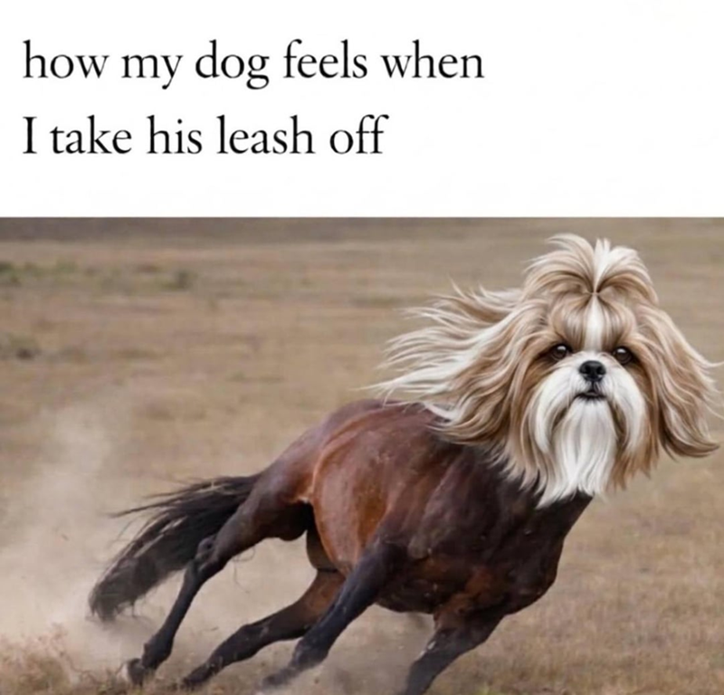 how my dog feels when I take his leash off