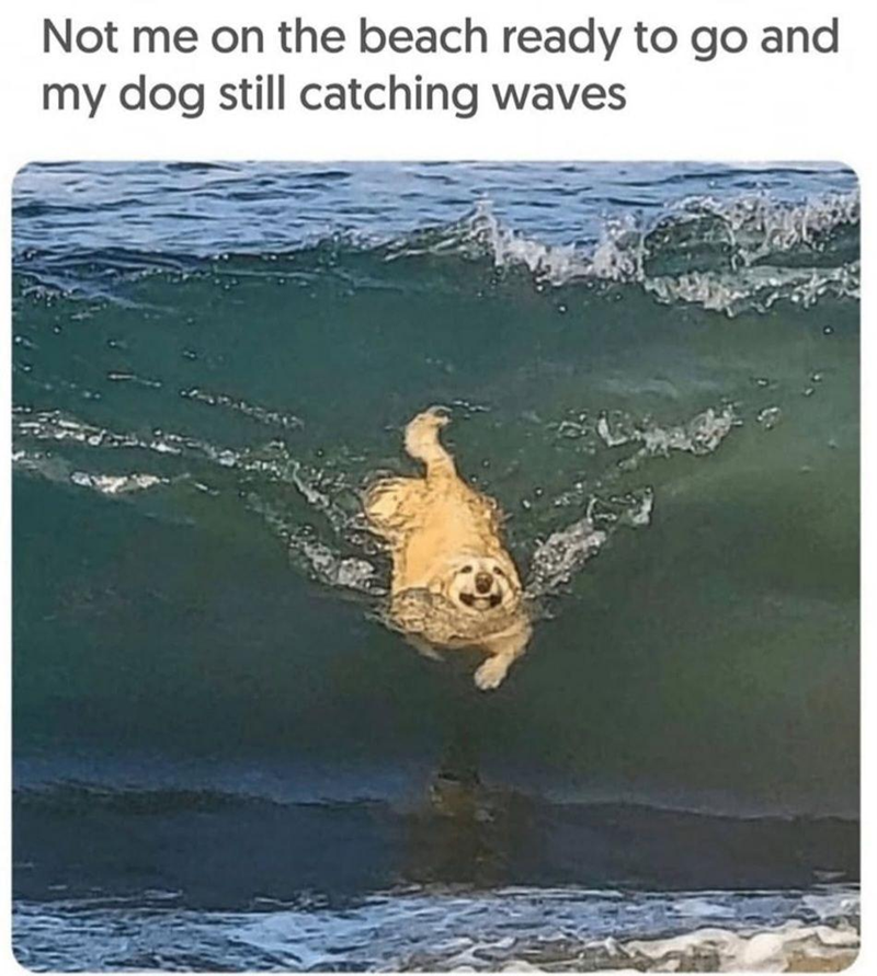 Not me on the beach ready to go and my dog still catching waves