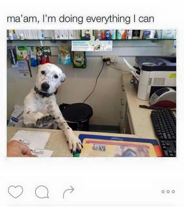 ma'am, I'm doing everything I can a