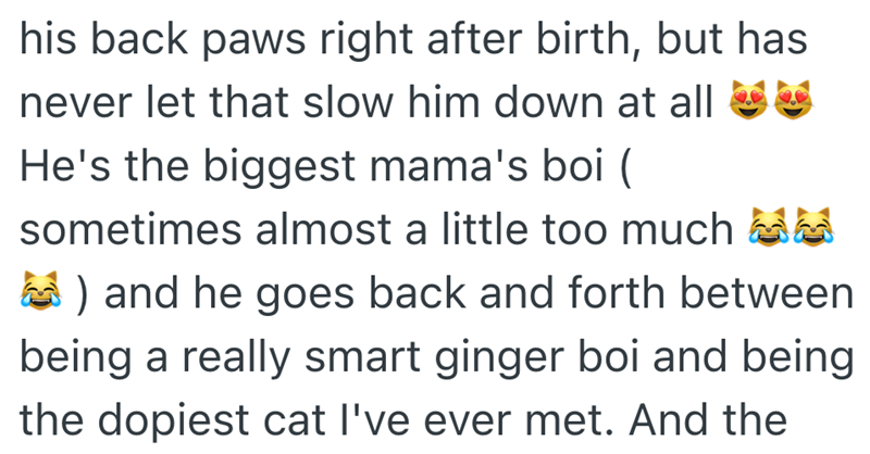 his back paws right after birth, but has never let that slow him down at all ✔ He's the biggest mama's boi ( sometimes almost a little too much M ) and he goes back and forth between being a really smart ginger boi and being. the dopiest cat I've ever met. And the