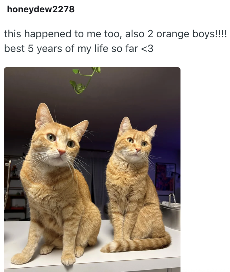 honeydew2278 this happened to me too, also 2 orange boys!!!! best 5 years of my life so far <3