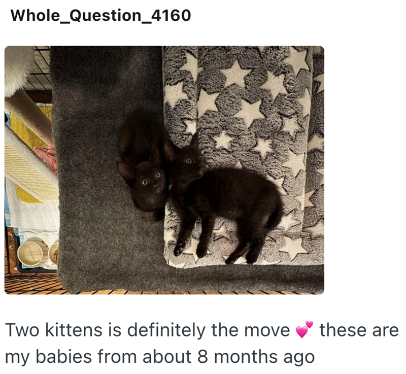 Whole_Question_4160 Two kittens is definitely the move these are my babies from about 8 months ago