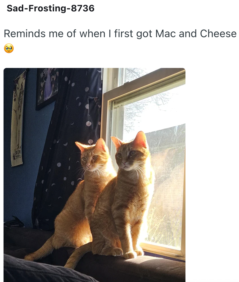 Sad-Frosting-8736 Reminds me of when I first got Mac and Cheese 60