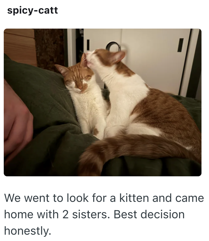 spicy-catt We went to look for a kitten and came home with 2 sisters. Best decision honestly.