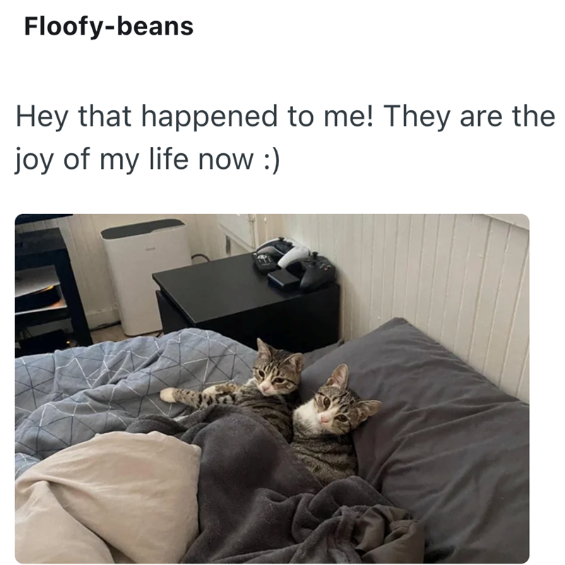 Floofy-beans Hey that happened to me! They are the joy of my life now :)