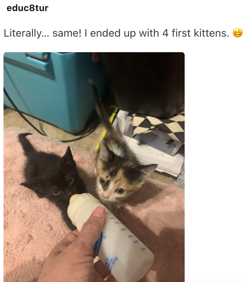 educ8tur Literally... same! I ended up with 4 first kittens.