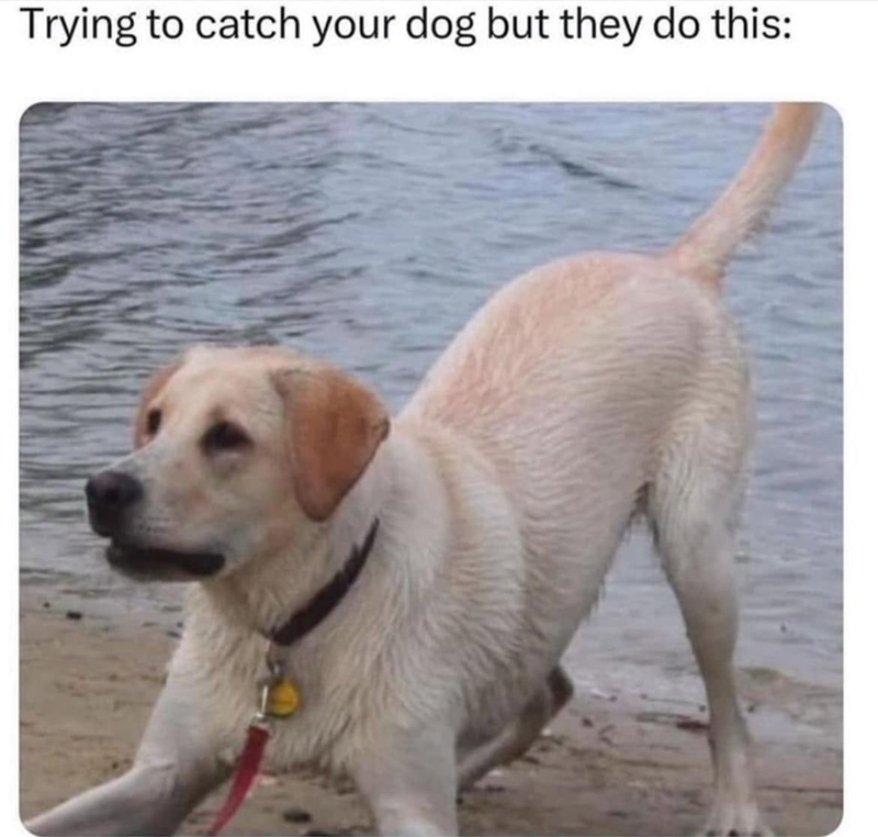 Trying to catch your dog but they do this:
