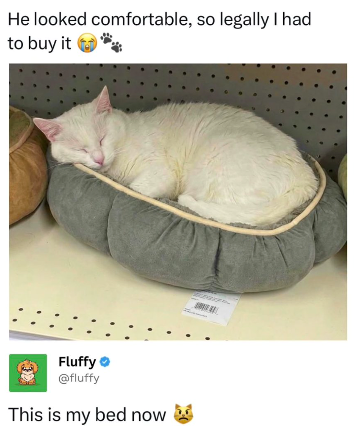 He looked comfortable, so legally I had to buy it Fluffy @fluffy This is my bed now