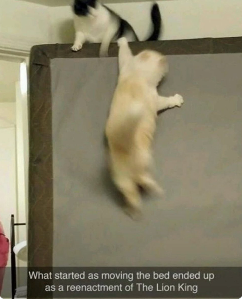What started as moving the bed ended up as a reenactment of The Lion King