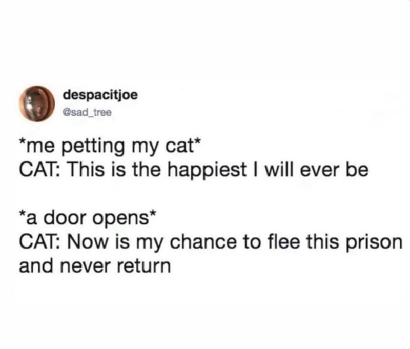 despacitjoe @sad_tree *me petting my cat* CAT: This is the happiest I will ever be *a door opens* CAT: Now is my chance to flee this prison and never return