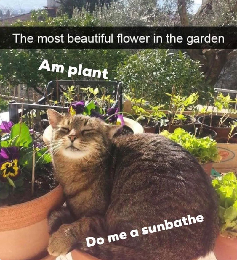 3 The most beautiful flower in the garden Am plant Do me a sunbathe