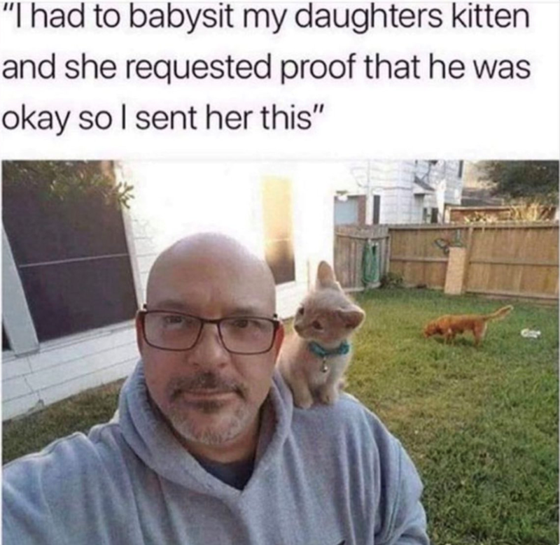 "I had to babysit my daughters kitten and she requested proof that he was okay so I sent her this"