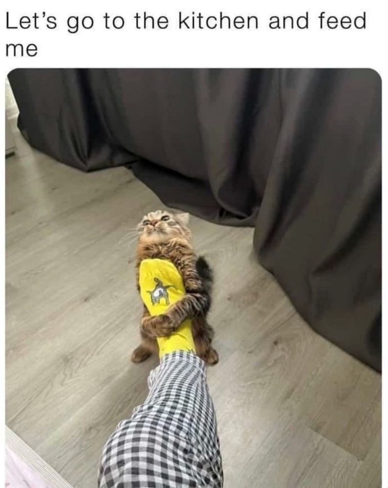 Let's go to the kitchen and feed me