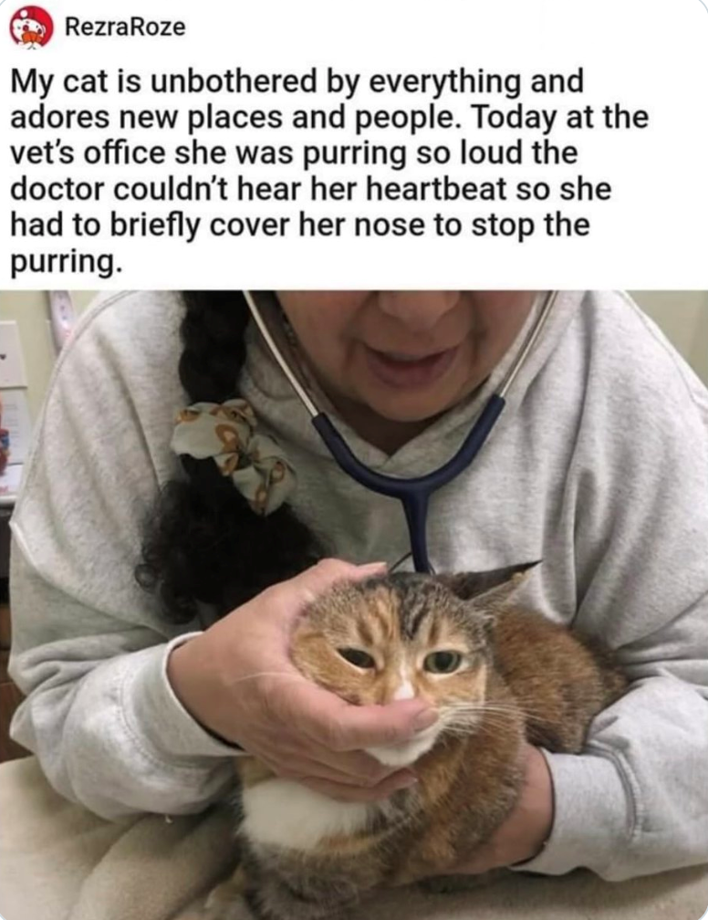 RezraRoze My cat is unbothered by everything and adores new places and people. Today at the vet's office she was purring so loud the doctor couldn't hear her heartbeat so she had to briefly cover her nose to stop the purring.