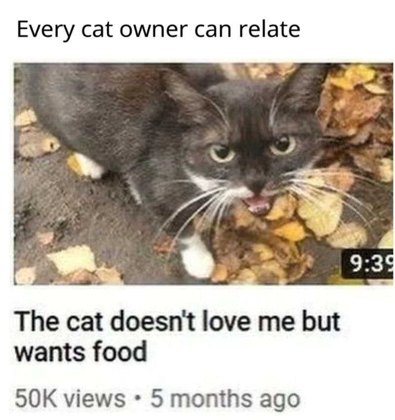 Every cat owner can relate The cat doesn't love me but wants food 50K views • 5 months ago 9:39
