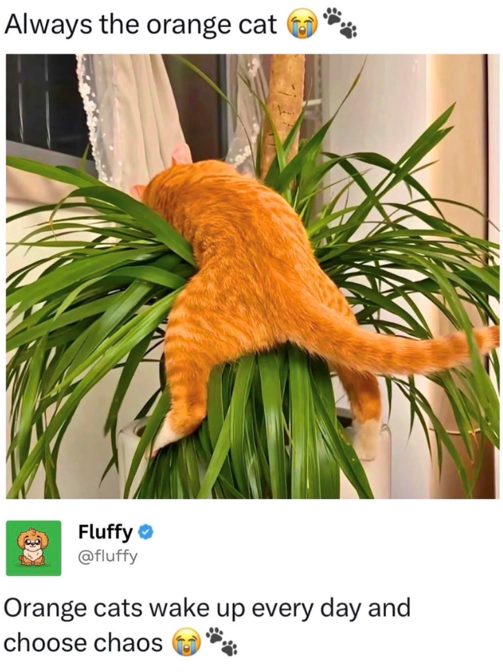 Always the orange cat Fluffy @fluffy Orange cats wake up every day and choose chaos