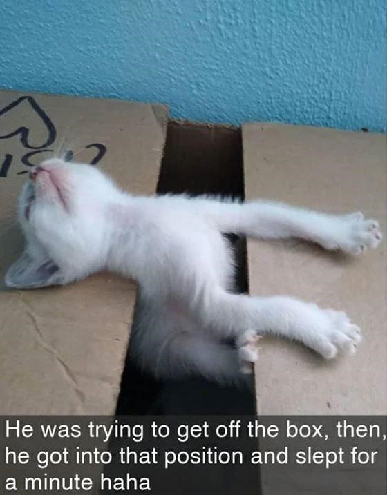 He was trying to get off the box, then, he got into that position and slept for a minute haha