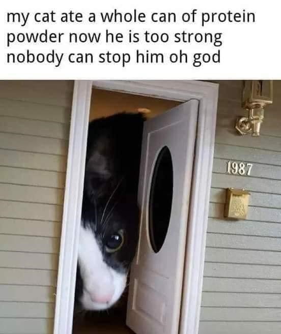 my cat ate a whole can of protein powder now he is too strong nobody can stop him oh god 1987
