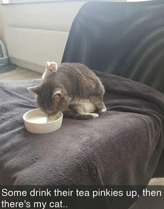 Some drink their tea pinkies up, then there's my cat..