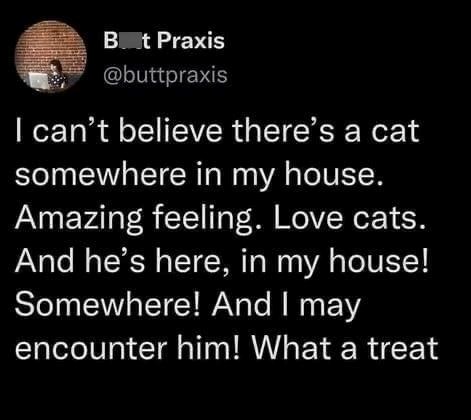 Bot Praxis @buttpraxis I can't believe there's a cat somewhere in my house. Amazing feeling. Love cats. And he's here, in my house! Somewhere! And I may encounter him! What a treat