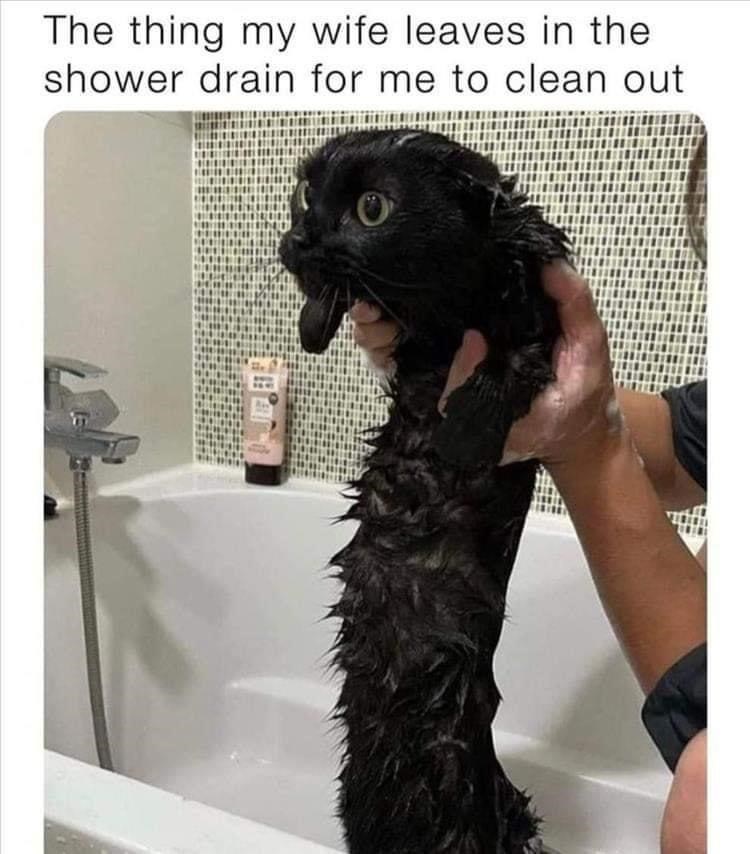 The thing my wife leaves in the shower drain for me to clean out