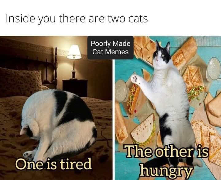 Inside you there are two cats Poorly Made Cat Memes One is tired The other is hungry