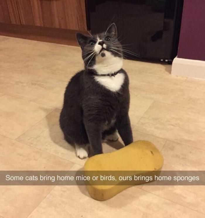 Some cats bring home mice or birds, ours brings home sponges