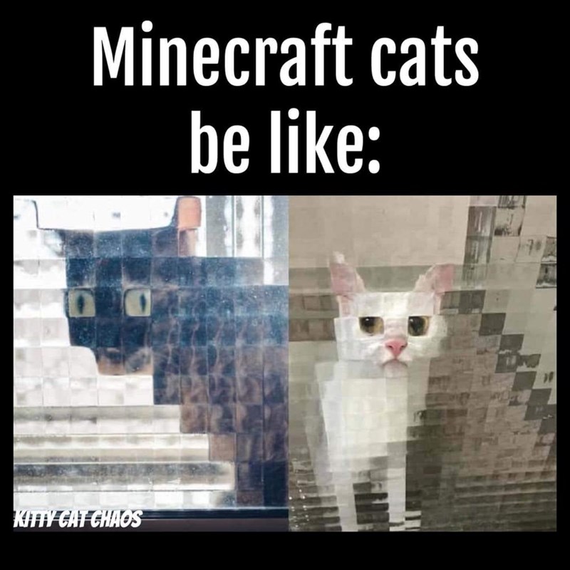 Minecraft cats be like: KITTY CAT CHAOS