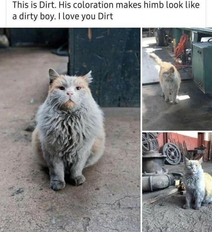 This is Dirt. His coloration makes himb look like a dirty boy. I love you Dirt