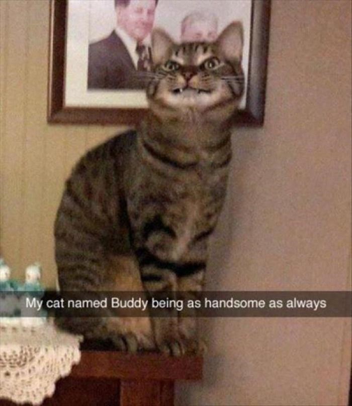 My cat named Buddy being as handsome as always