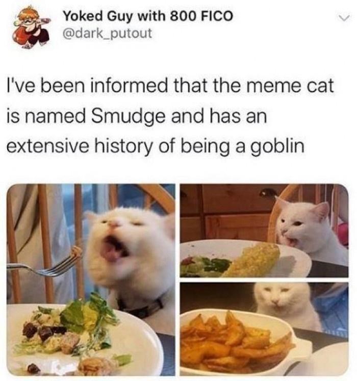 Yoked Guy with 800 FICO @dark_putout I've been informed that the meme cat is named Smudge and has an extensive history of being a goblin
