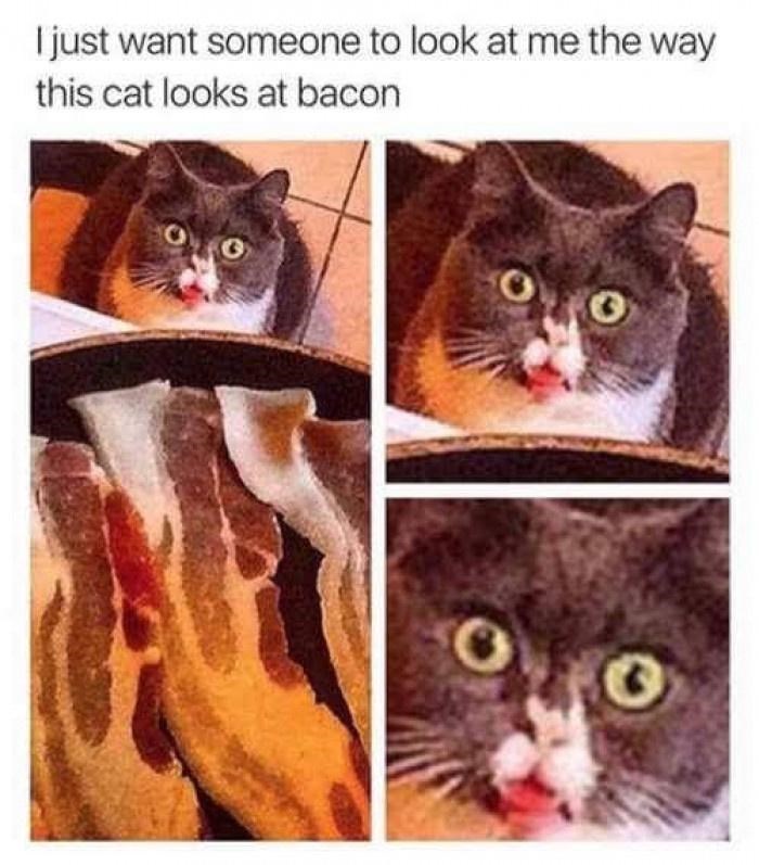 I just want someone to look at me the way this cat looks at bacon