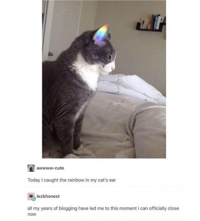 awwww-cute Today I caught the rainbow in my cat's ear lezbhonest all my years of blogging have led me to this moment i can officially close now