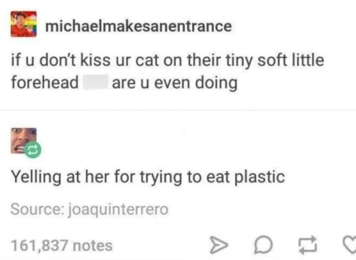 michaelmakesanentrance if u don't kiss ur cat on their tiny soft little are u even doing forehead Yelling at her for trying to eat plastic Source: joaquinterrero 161,837 notes A on