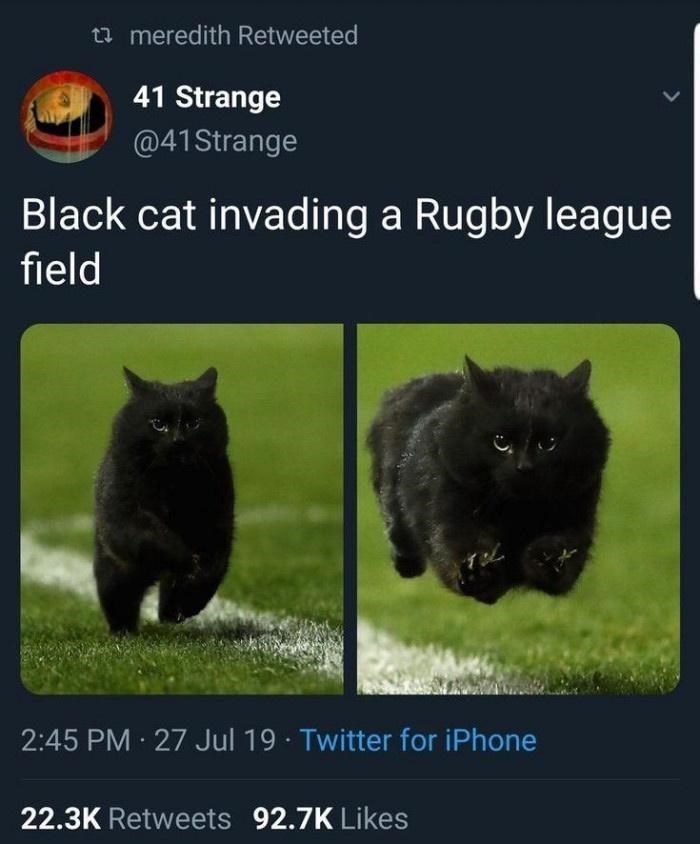 meredith Retweeted 41 Strange @41Strange Black cat invading a Rugby league field L 2:45 PM 27 Jul 19 Twitter for iPhone 22.3K Retweets 92.7K Likes