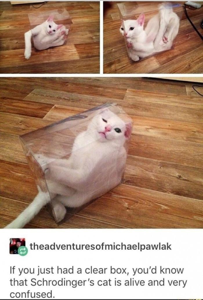 theadventuresofmichaelpawlak If you just had a clear box, you'd know that Schrodinger's cat is alive and very confused.