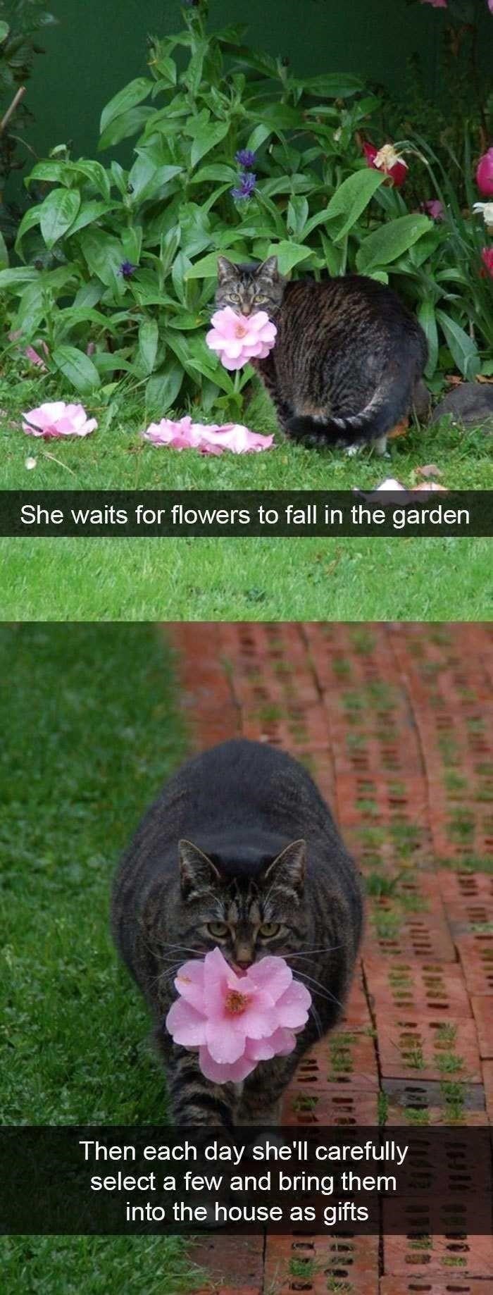 She waits for flowers to fall in the garden Then each day she'll carefully select a few and bring them into the house as gifts