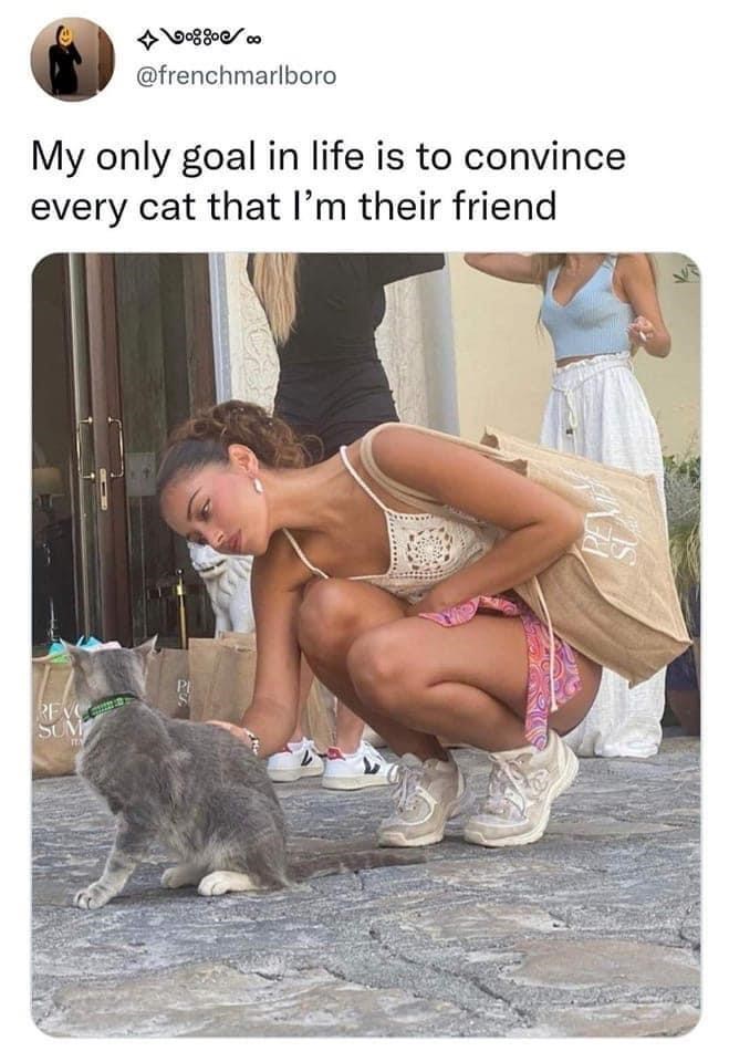 @frenchmarlboro My only goal in life is to convince every cat that I'm their friend REVE SUM