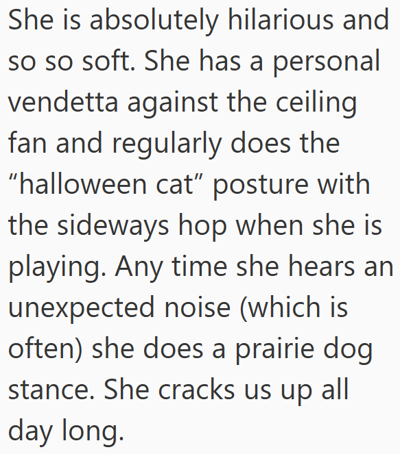 She is absolutely hilarious and so so soft. She has a personal vendetta against the ceiling fan and regularly does the "halloween cat" posture with the sideways hop when she is playing. Any time she hears an unexpected noise (which is often) she does a prairie dog stance. She cracks us up all day long.