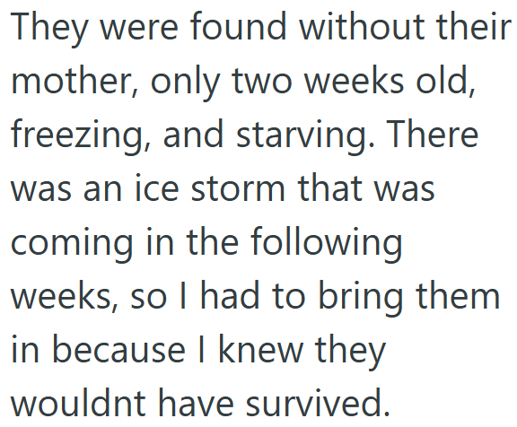 They were found without their mother, only two weeks old, freezing, and starving. There was an ice storm that was coming in the following weeks, so I had to bring them. in because I knew they wouldnt have survived.