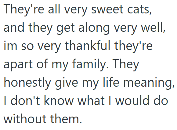 They're all very sweet cats, and they get along very well, im so very thankful they're apart of my family. They honestly give my life meaning, I don't know what I would do without them.