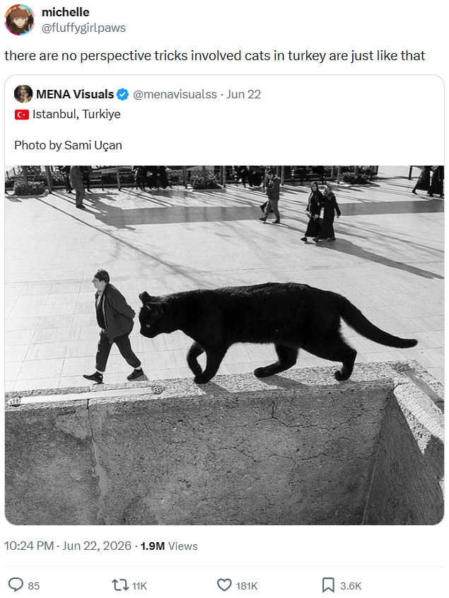 michelle @fluffygirlpaws there are no perspective tricks involved cats in turkey are just like that MENA Visuals @menavisualss - Jun 22 Istanbul, Turkiye Photo by Sami Uçan 10:24 PM - Jun 22, 2026 -1.9M Views 85 11K 181K ☐ 3.6K
