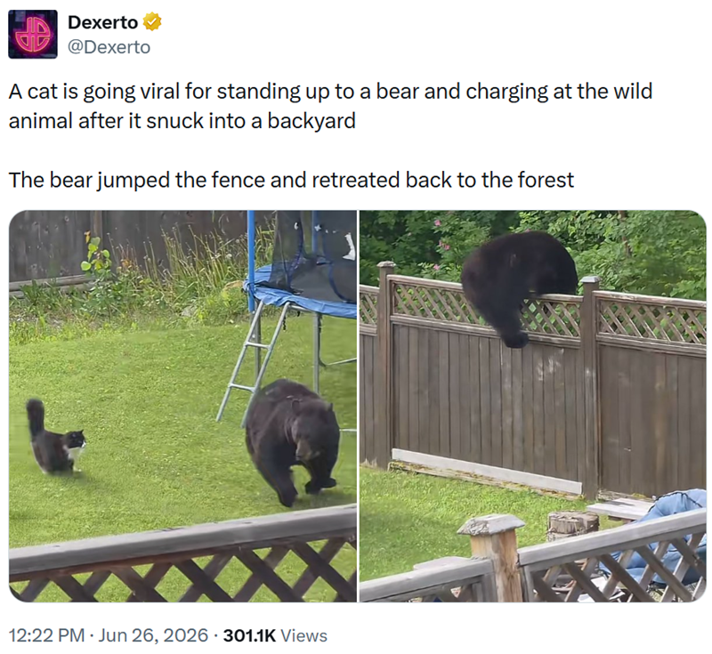 Dexerto @Dexerto A cat is going viral for standing up to a bear and charging at the wild animal after it snuck into a backyard The bear jumped the fence and retreated back to the forest 12:22 PM ⚫ Jun 26, 2026 - 301.1K Views