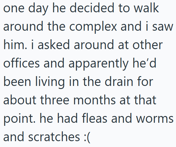 one day he decided to walk around the complex and i saw him. i asked around at other offices and apparently he'd been living in the drain for about three months at that point. he had fleas and worms and scratches :(