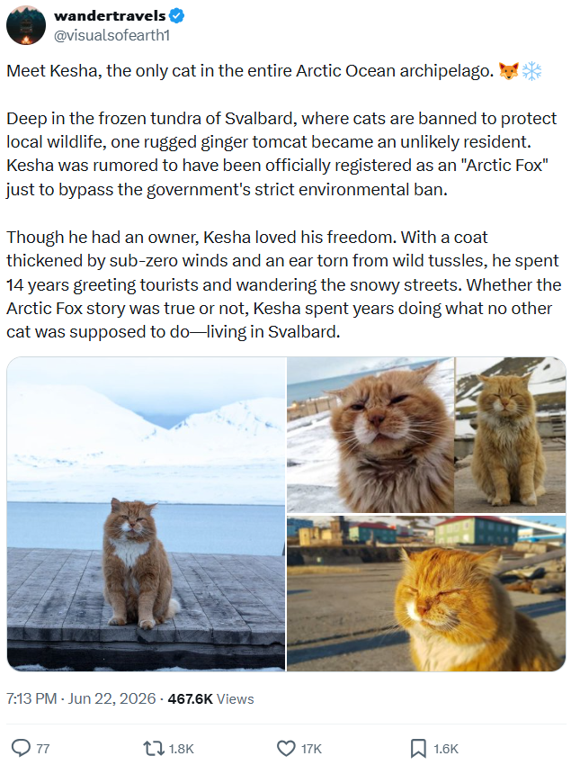 wandertravels @visualsofearth1 Meet Kesha, the only cat in the entire Arctic Ocean archipelago. * Deep in the frozen tundra of Svalbard, where cats are banned to protect local wildlife, one rugged ginger tomcat became an unlikely resident. Kesha was rumored to have been officially registered as an "Arctic Fox" just to bypass the government's strict environmental ban. Though he had an owner, Kesha loved his freedom. With a coat thickened by sub-zero winds and an ear torn from wild tussles, he spe
