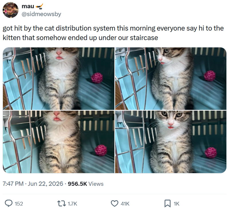 mau @sidmeowsby got hit by the cat distribution system this morning everyone say hi to the kitten that somehow ended up under our staircase 7:47 PM ⚫ Jun 22, 2026 956.5K Views 152 1.7K 196 41K ☐ 1K