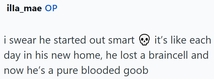 illa_mae OP i swear he started out smart it's like each day in his new home, he lost a braincell and now he's a pure blooded goob
