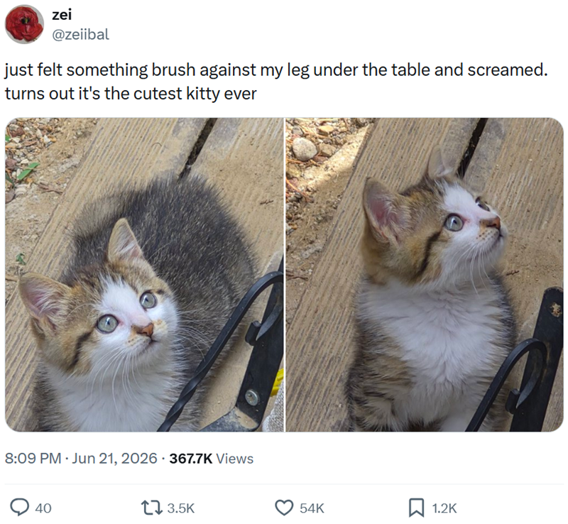 zei @zeiibal just felt something brush against my leg under the table and screamed. turns out it's the cutest kitty ever 8:09 PM - Jun 21, 2026 - 367.7K Views 40 17 3.5K 54K ☐ 1.2K